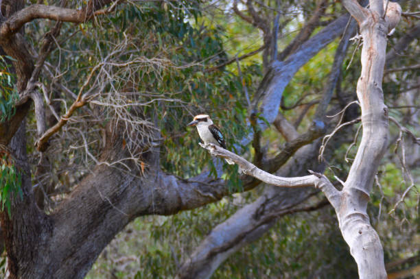 istock A laughing kookaburra (Dacelo novaeguineae) on a tree branch 1269424931