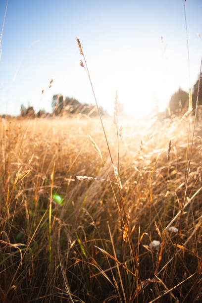 istock Sunrise In Tall Grass Field 1269424958
