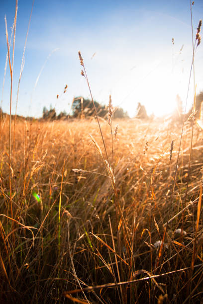 istock Sunrise In Tall Grass Field 1269424971
