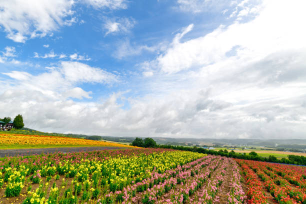 istock Flower Land Kamifurano 1269425059
