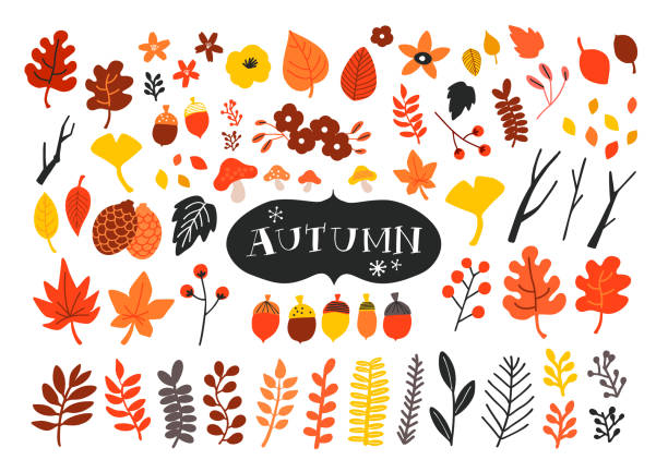 ilustraciones, imágenes clip art, dibujos animados e iconos de stock de conjunto vectorial de iconos de otoño. hojas caídas, bellotas, piñas y ramas viejas. - fall leaves