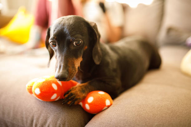 장난감을 보호하는 귀여운 개 - pet toy dachshund dog toy 뉴스 사진 이미지