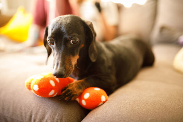 милая собака, защищающая свою игрушка - pet toy dachshund dog toy стоковые фото и изображения