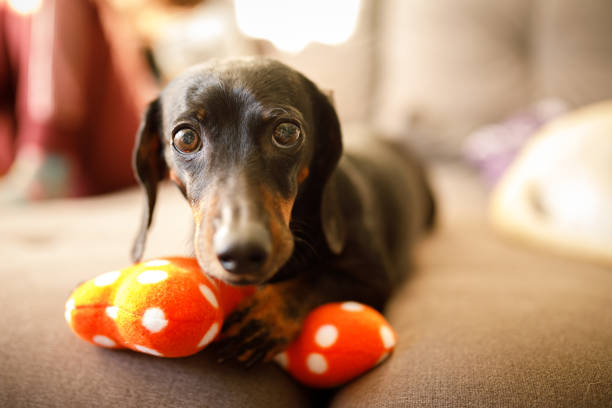 милая собака с ее игрушка - pet toy dachshund dog toy стоковые фото и изображения