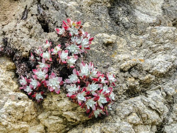 istock Pink and white flowers on a rocky cliff face 1269431895
