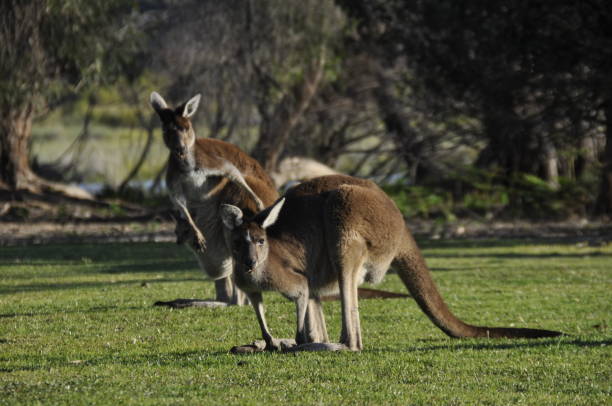 istock Kangaroos feeding on grass in the late afternoon 1269436522
