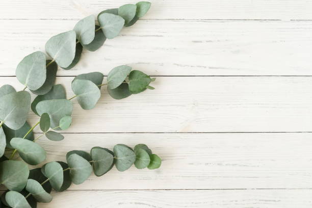 istock green eucalyptus leaves on a white wooden background top view with copy space 1269436603