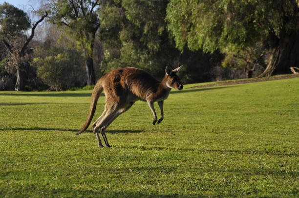 istock A Kangaroo hopping in the late afternoon 1269436613