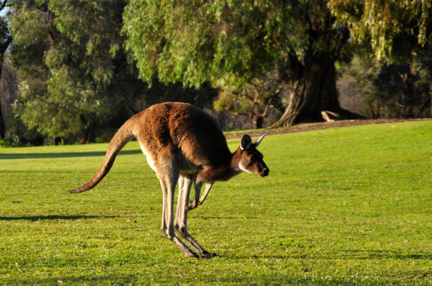 istock A Kangaroo hopping over grassland 1269437289