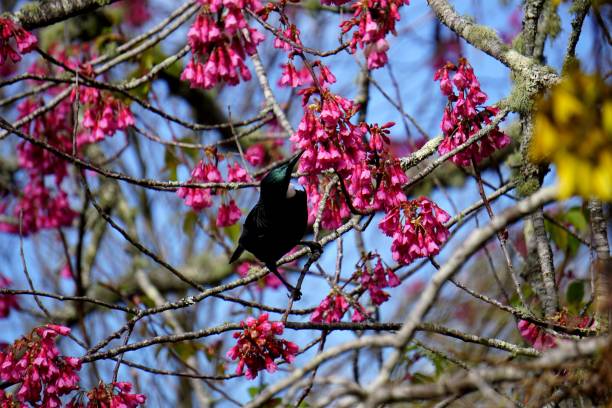 istock Tui Bird (Prosthemadera novaeseelandiae) in Taiwan Cherry (Prunus campanulata) 1269440713