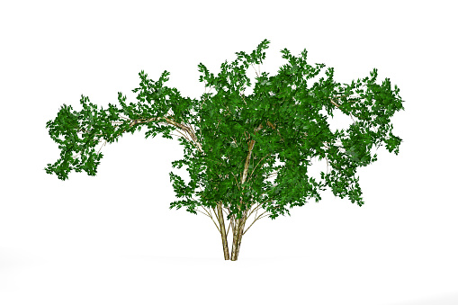 Young elderberry tree isolated on white background - 3d render