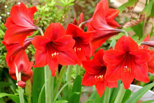 Hippeastrum/amaryllis is a genus in the family Amaryllidaceae with about 70-90 species. It produces tubular-shaped flowers on long and thick stems.