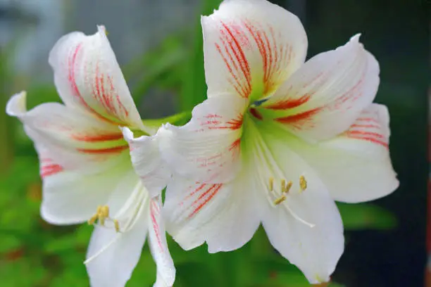 Hippeastrum/amaryllis is a genus in the family Amaryllidaceae with about 70-90 species. It produces tubular-shaped flowers on long and thick stems.