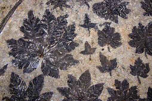 Old imprinted leaves on cement floor. Abstract background.