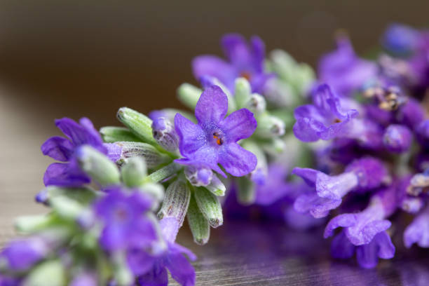 istock Macro abstract view of tiny lavender blossoms (lavandula) 1269442356