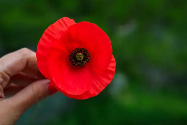Close up of a woman's hand holding a red wild poppy flower with a green blurred background picked in the mountains in Montenegro