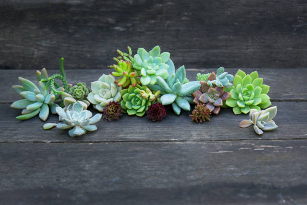 istock set of different succulents on a wooden background 1269444968