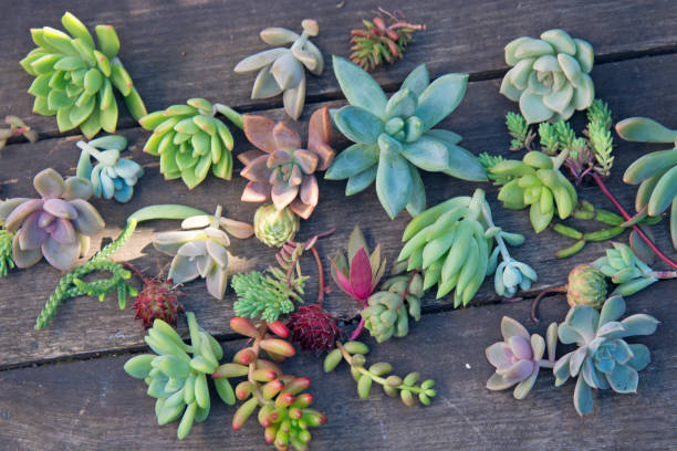 istock set of different succulents on a wooden background 1269444978