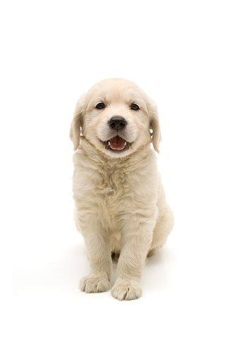 Beautiful yellow labrador puppy sitting on a white background