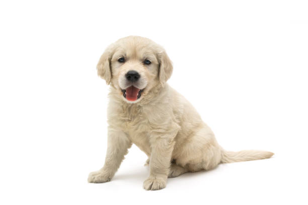 istock golden retriever on white 1269449216