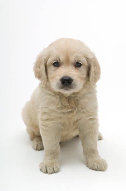 istock golden retriever on white 1269449218
