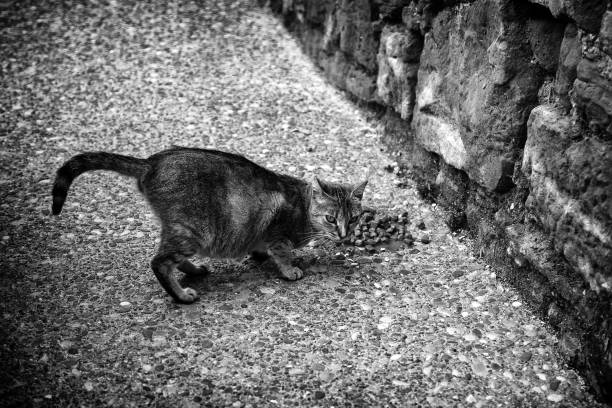 Cats abandoned on the street, animal abuse, loneliness
