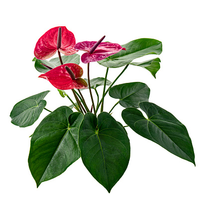 Flamingo flower or Anthurium utah plants with flowers and leaves isolated on white background, with clipping path