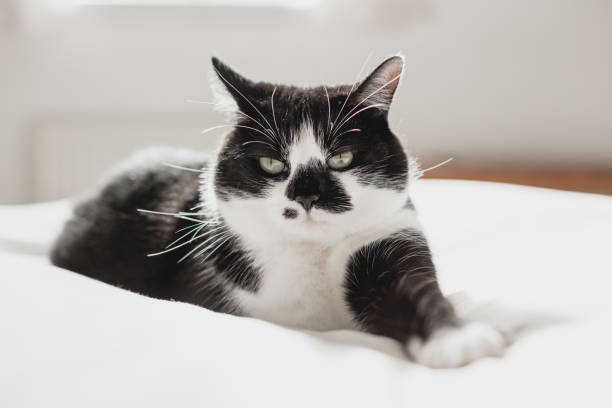 istock Housecat relaxing on a white bedsheet in a bright bedroom 1269454859