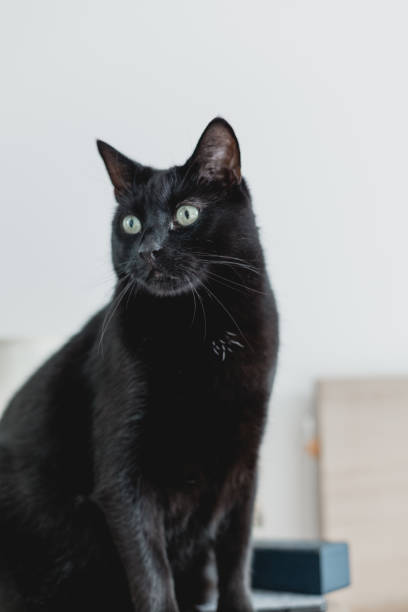 istock Housecat relaxing on a white bedsheet in a bright bedroom 1269454888