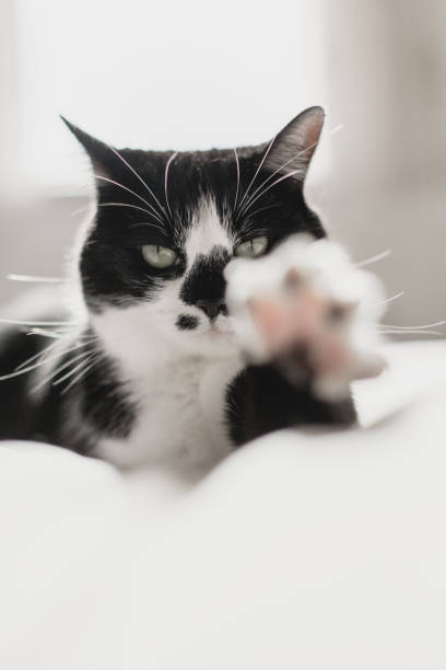 istock Housecat relaxing on a white bedsheet in a bright bedroom 1269454917