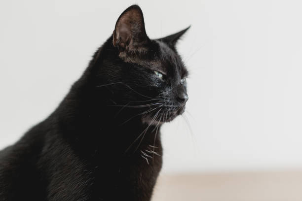 istock Housecat relaxing on a white bedsheet in a bright bedroom 1269454924