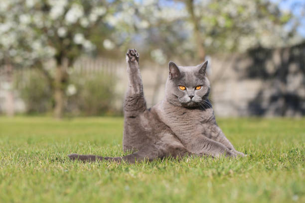 英国の猫は屋外の写真のためにポーズをとります。