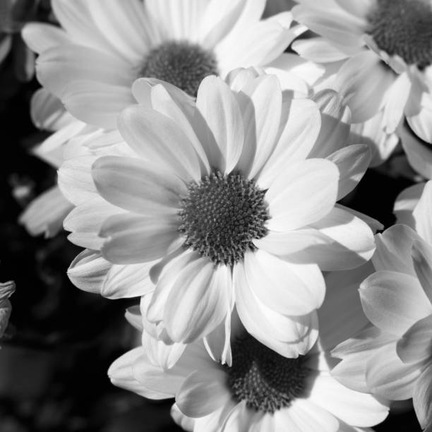 Varias Flores De Los Hrysanthemums Sobre Fondo Negro Espacio De Aire Ramo De Flores De Colores Flores Hermosas En Flor Plano Foto En Blanco Y Negro Foto de stock y más banco Varias Flores De Los Hrysanthemums Sobre Fondo Negro Espacio De Aire Ramo De Flores De Colores Flores Hermosas En Flor Plano Foto En Blanco Y Negro Foto de stock y más banco