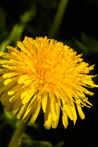 istock Macro photo of a yellow dandelion bloom. 1269455902