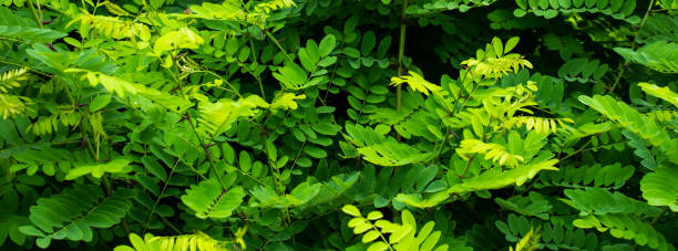 robinia verde deja fondo o textura - locust tree black robinia fotografías e imágenes de stock