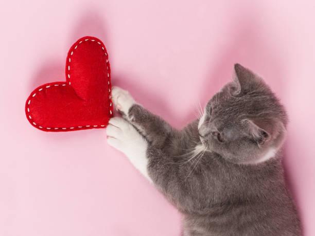 Grey kitten plays with red heart on a pink background. The concept of a Valentine's Day card. Grey kitten plays with a red heart on a pink background. The concept of a Valentine's Day card. heart shape valentines day fur pink stock pictures, royalty-free photos & images