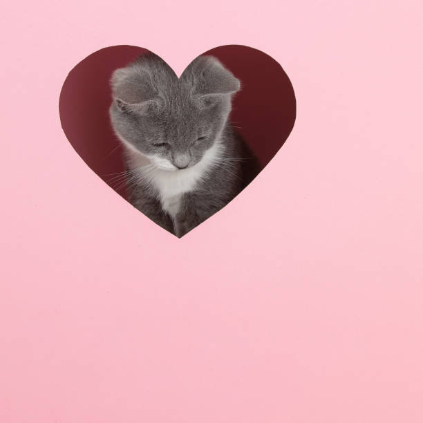 istock A grey kitten peeks out of a heart-shaped hole on a pink background. Design blank for Valentine's Day, greeting card, expression of love. Copy space. 1269457002
