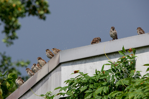 Birds perched on the roof with the clear sky as a backdrop.