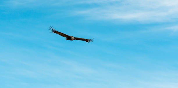 istock Andean Condor Panorama, Andes Mountains, Peru 1269457145