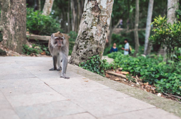 istock View Of A Monkey Coming Towards The Camera 1269458376