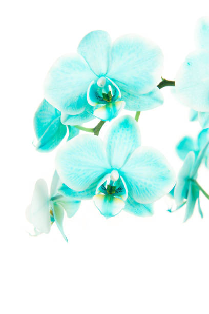 Blue blooming orchid flowers on a white background