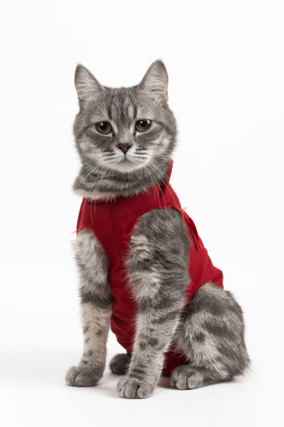 kot w czerwonym kocu medycznym dla kotów, izolować na białym tle. leczenie zwierzęcia po zabiegu, sterylizacja. - white domestic cat kitten young animal zdjęcia i obrazy z banku zdjęć