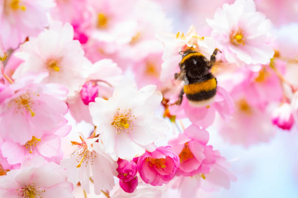 Pink cherry blossom and bumble bee, spring photo card