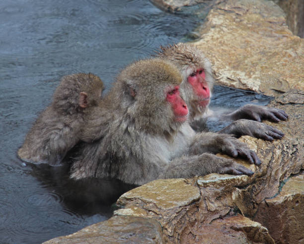 Snow Monkeys in Jigokudani Monkey Park stock photo