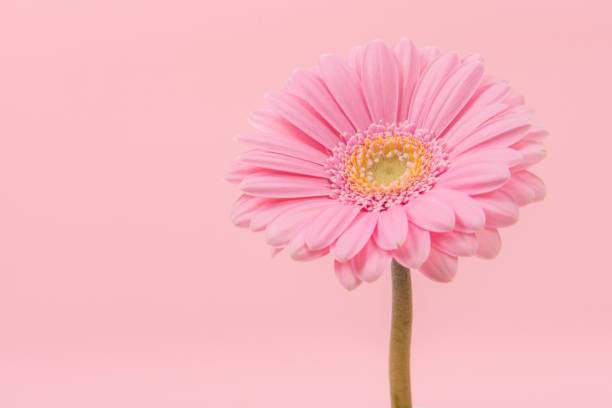 pink blooming chrysant flower with stem on a soft pink background - gerbera daisy stem flower head pink stock-fotos und bilder