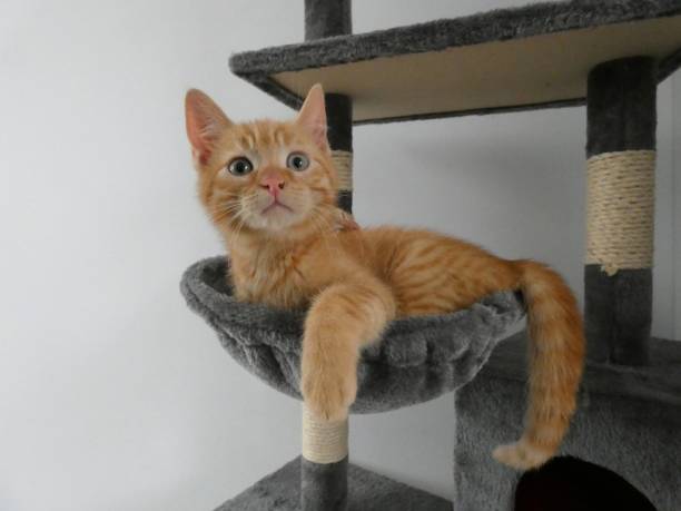 istock Kitten in the scratching post, especially in the basket of it. 1269463454