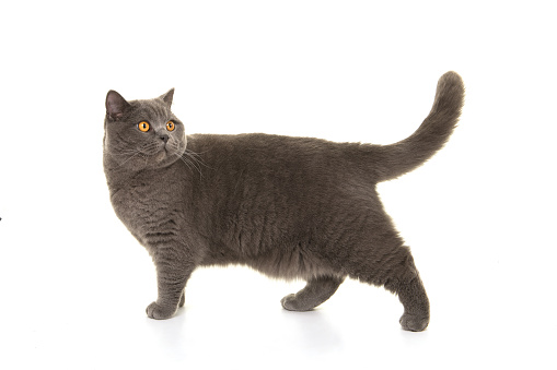 Grey british shorthair at walking and looking back on a white background
