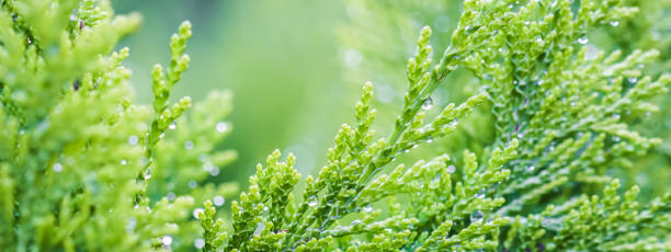 Closeup green leaves of evergreen coniferous tree Lawson Cypress or Chamaecyparis lawsoniana after the rain. Extreme bokeh with light reflection. Macro photography, selective focus, blurred nature background Closeup green leaves of evergreen coniferous tree Lawson Cypress or Chamaecyparis lawsoniana after the rain. Extreme bokeh with light reflection. Macro photography, selective focus, blurred nature background. Space for text chamaecyparis stock pictures, royalty-free photos & images