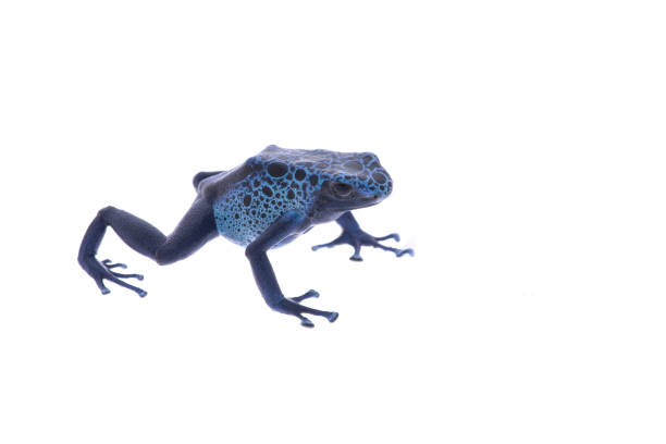 Single blue poison dart frog walking isolated on a white background Single blue poison dart frog walking isolated on a white background blue poison dart frog dendrobates tinctorius azureus stock pictures, royalty-free photos & images