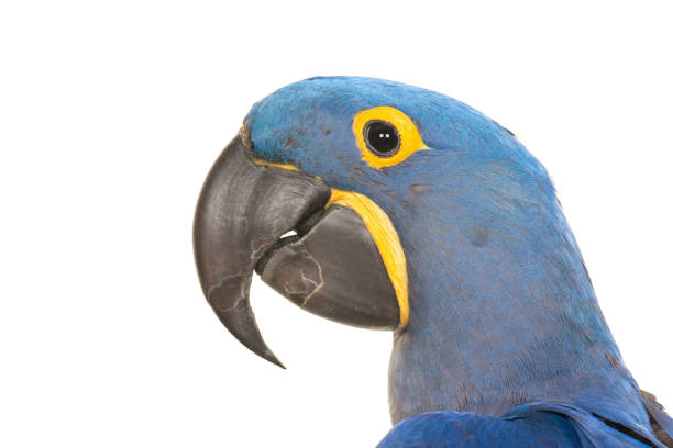 istock Hyacinth macaw portrait close up 1269463816